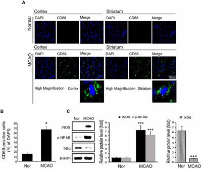 Tryptanthrin Suppresses the Activation of the LPS-Treated BV2 Microglial Cell Line via Nrf2/HO-1 Antioxidant Signaling